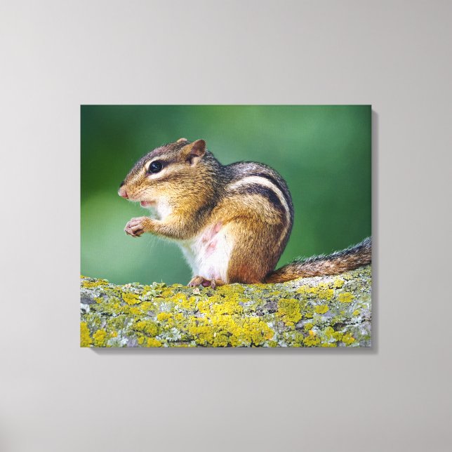Mama Chipmunk Canvas Print (Front)