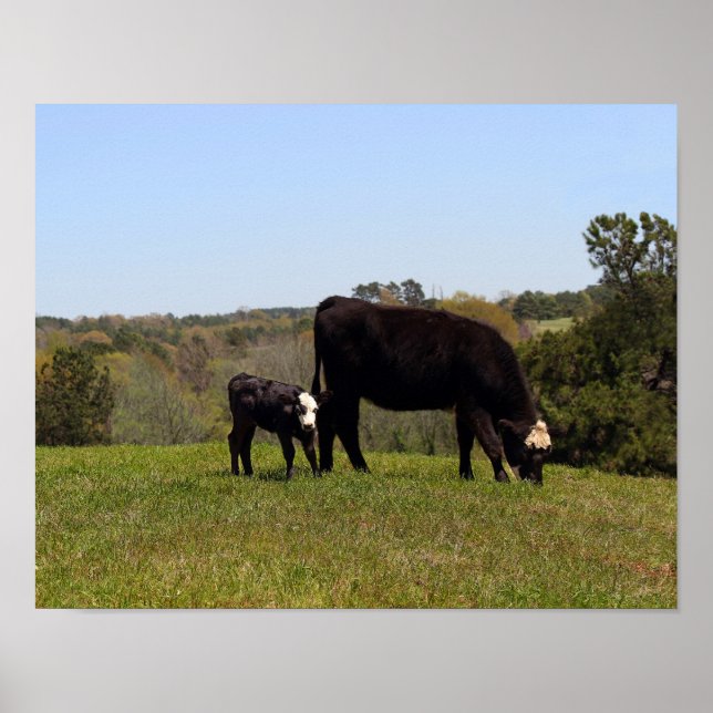 Mama Cow and Calf in Texas Pasture Poster (Front)