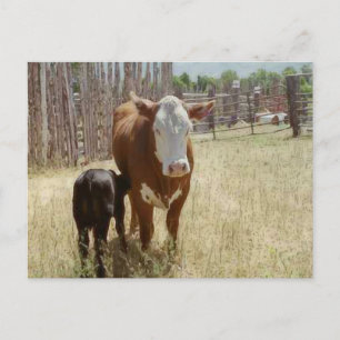 Mama Cow And Calf Postcard