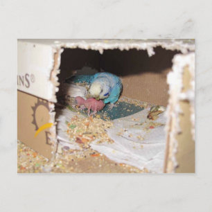 Mama Dexter And Baby Rufus Postcard