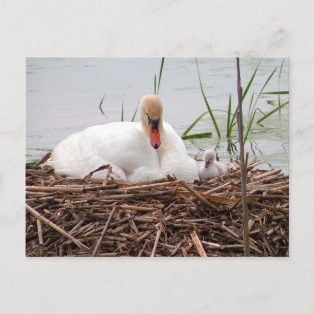 Mama et moi (2) Carte postale (Devant)