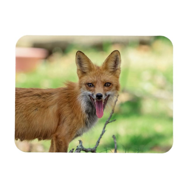 Mama Fox in the Hudson Valley Magnet (Horizontal)