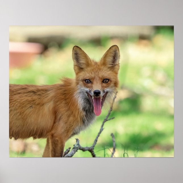 Mama Fox in the Hudson Valley Poster (Front)