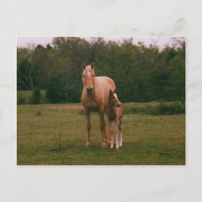 Mama horse and baby horse postcard (Front)