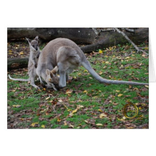 Mama Kangaroo and Joey