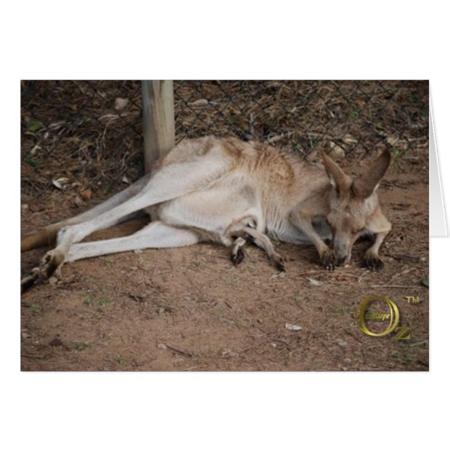 Mama Kangaroo with Joey in Pouch (Front Horizontal)