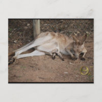 Mama Kangaroo with Joey in Pouch