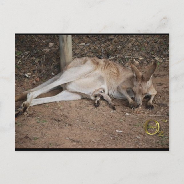 Mama Kangaroo with Joey in Pouch Postcard (Front)