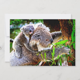 Mama Koala and Baby Joey in a Tree