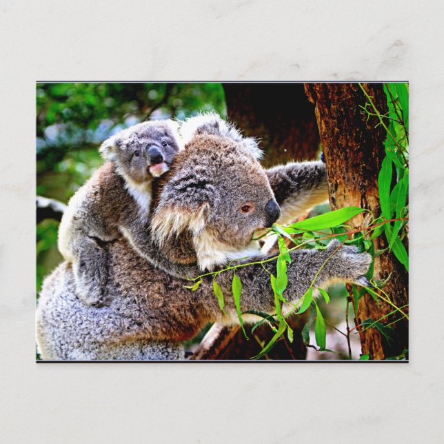 Mama Koala and Baby Joey in a Tree Postcard (Front)
