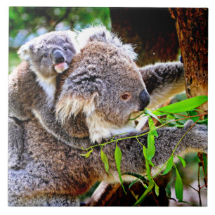 Mama Koala and Baby Joey in a Tree Tile