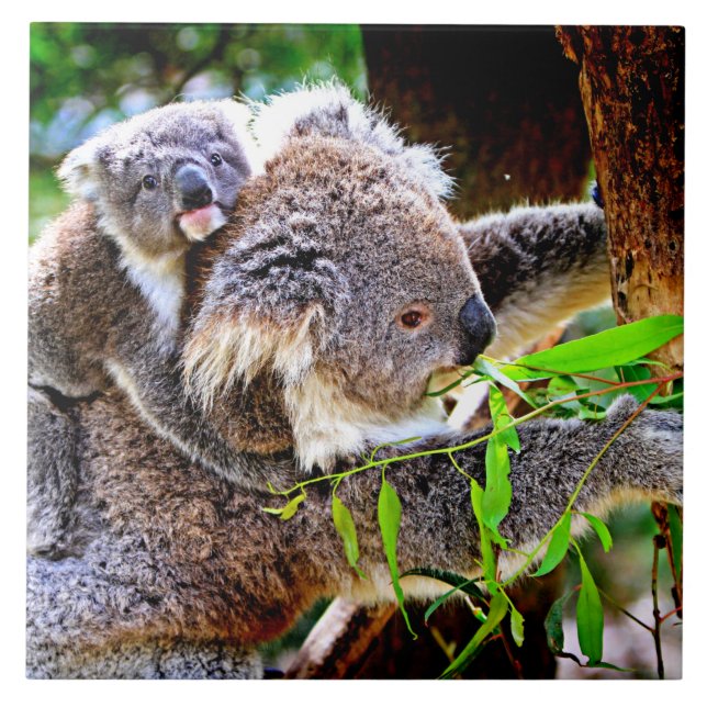 Mama Koala and Baby Joey in a Tree Tile (Front)