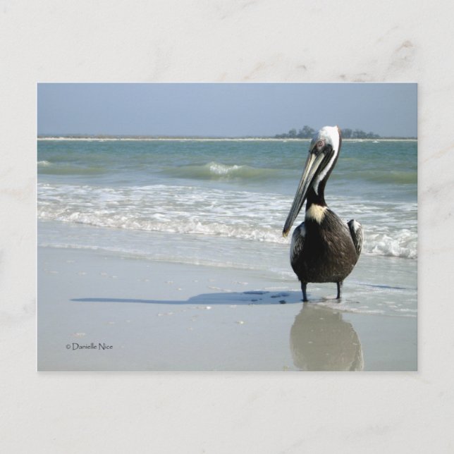Mama Pelican Postcard (Front)