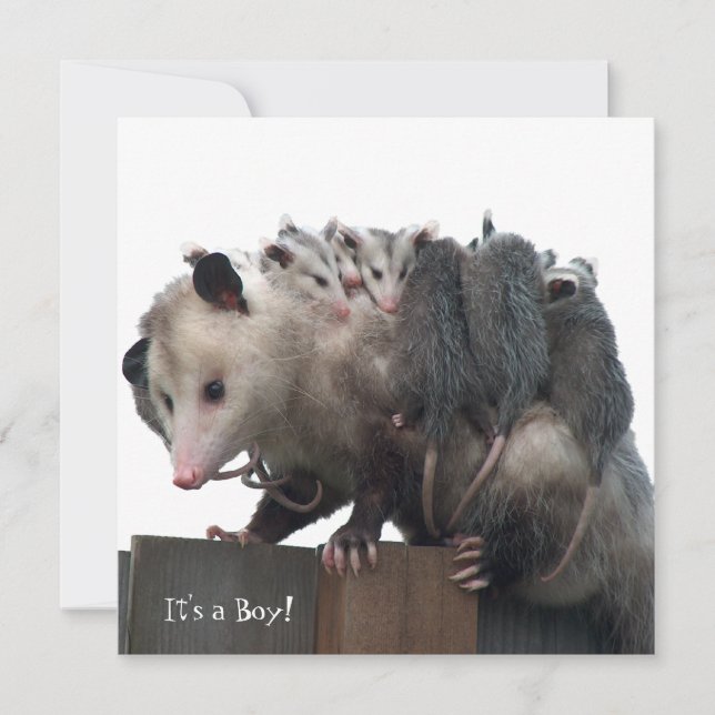 Mama Possum Humourous Birth Photo Announcement (Front)