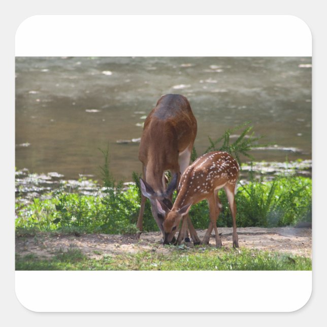 Mama Whitetail Deer and Fawn Square Sticker (Front)