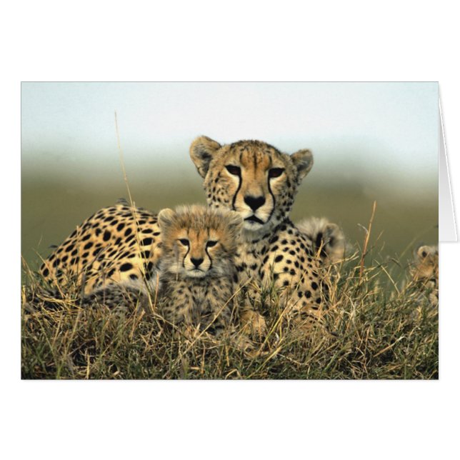Maman de guépard et carte de CUB (Devant horizontal)