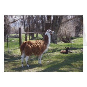 Maman de lama et lama de bébé