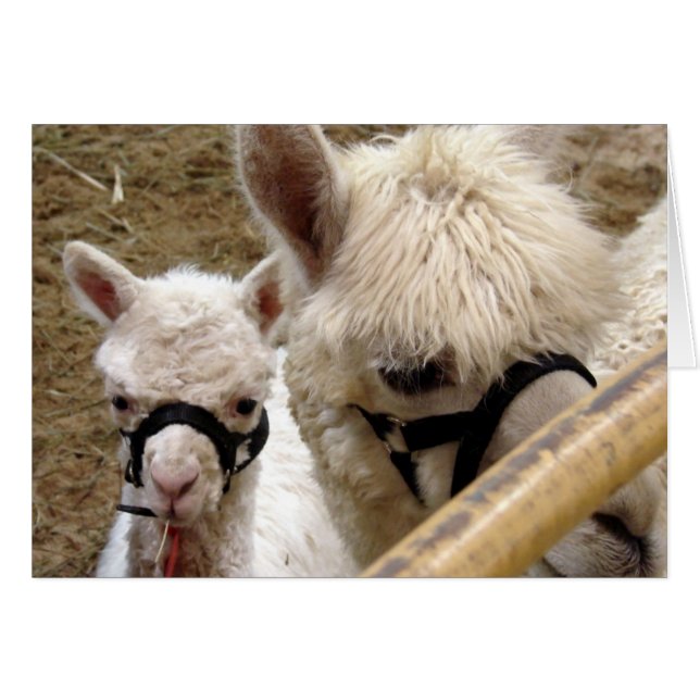 Maman et Cria (Devant horizontal)