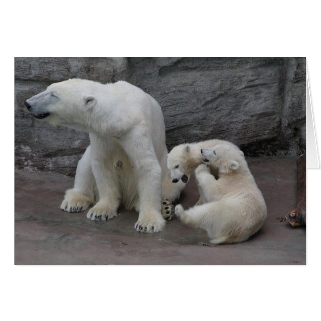 Maman et petits ours d'ours polaires (Devant Horizontal)
