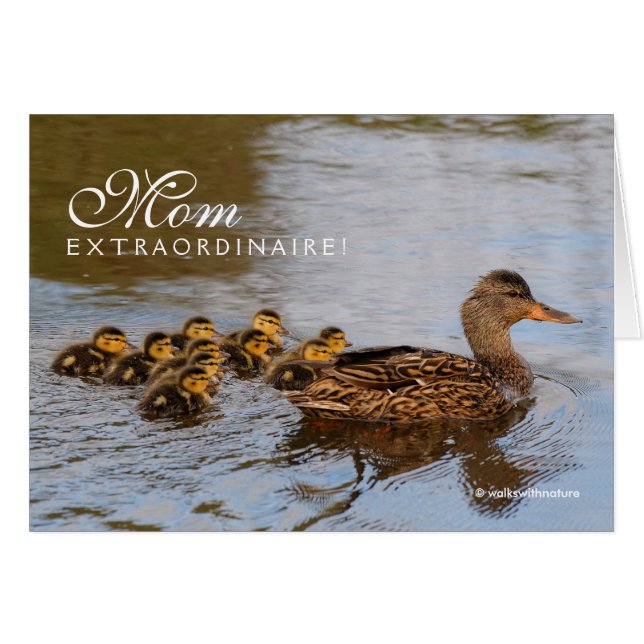 Maman Extraordinaire : Un Mallard Prolifique Hen (Devant horizontal)