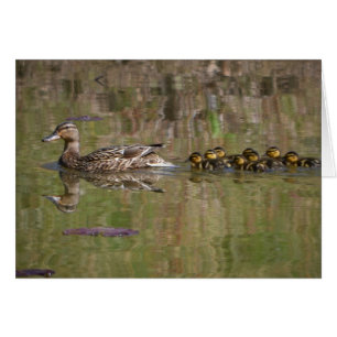 Maman fière Mallard