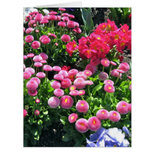 Mamans roses de jardin grandes