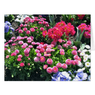 Mamans roses de jardin grandes