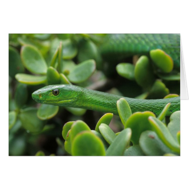 Mamba vert de l'Est (Dendroaspis Angusticeps) (Devant horizontal)