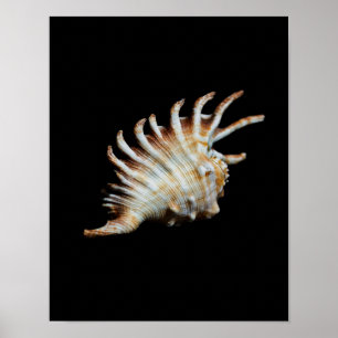 Mambeda Lambis Shell Spider Poster