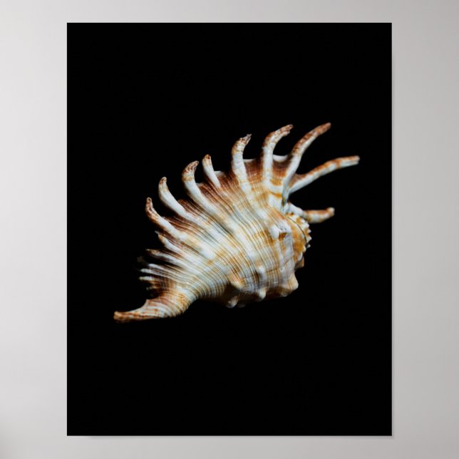Mambeda Lambis Shell Spider Poster (Front)