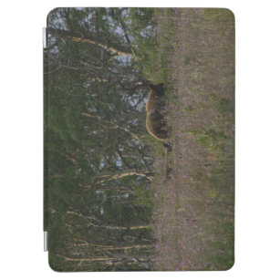 Mamma bear and cub (Glacier National Park) iPad Air Cover