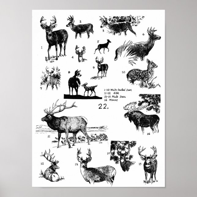 MAMMALS POSTER (Front)