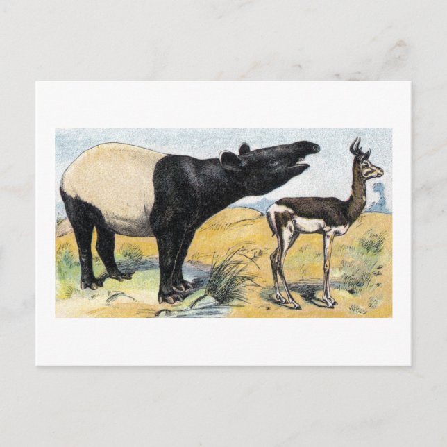 Mammals:  tapir & gazelle postcard (Front)