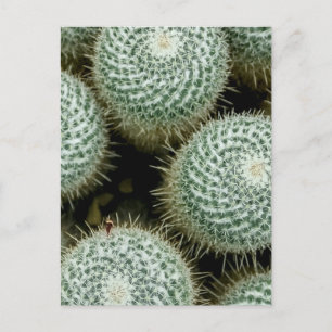 Mammillaria hahniana postcard