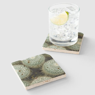 Mammillaria hahniana stone coaster