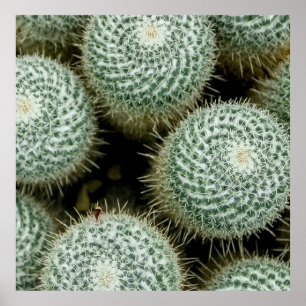 Mammillaria hahniana Throw Pillow Poster