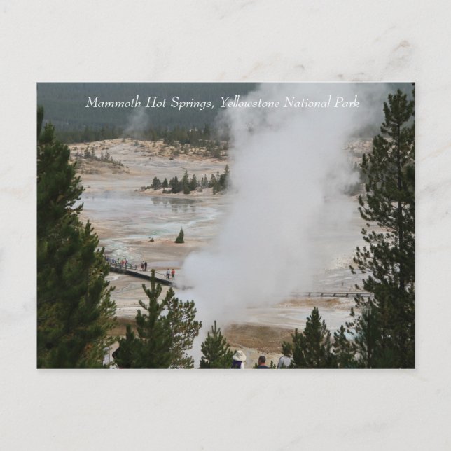 Mammoth Hot Springs, Yellowstone National Park Postcard (Front)