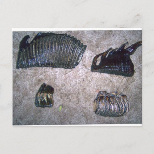 MAMMOTH TEETH (2) POSTCARD (Front)
