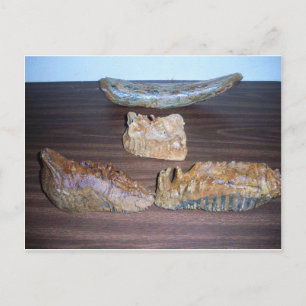 mammoth teeth tusk tip postcard