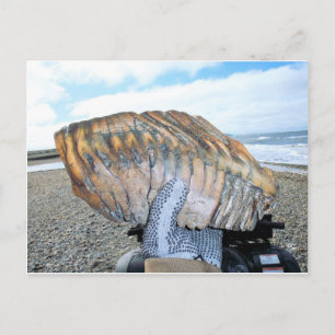 mammoth tooth in alaska 09 postcard