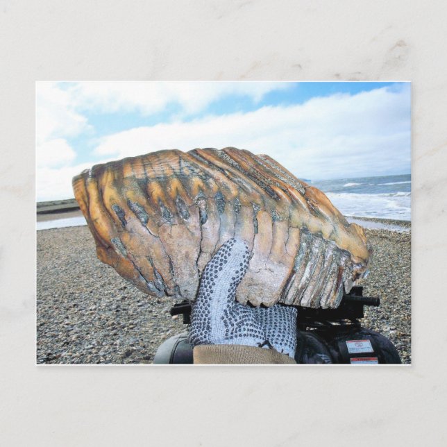 mammoth tooth in alaska 09 postcard (Front)