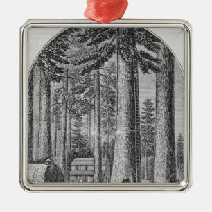 Mammoth tree grove in the Valley of the Metal Ornament