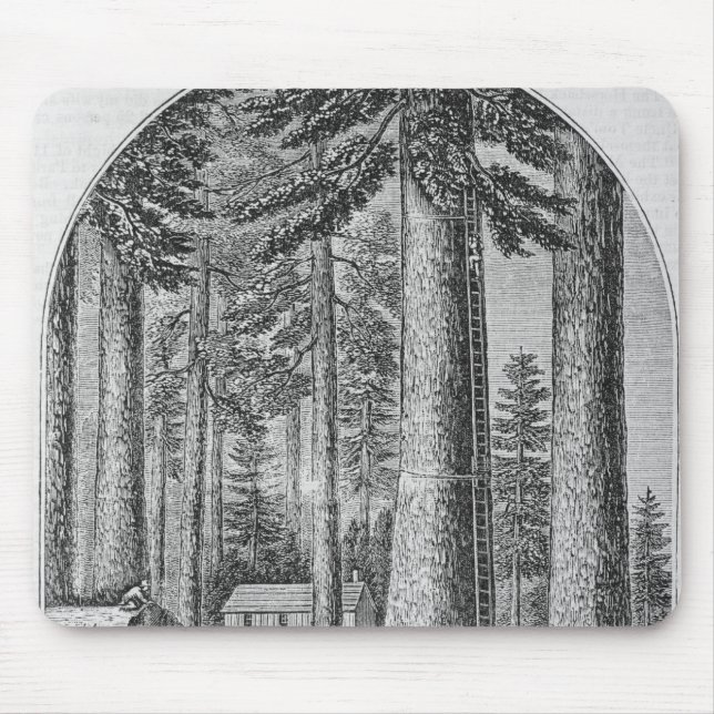 Mammoth tree grove in the Valley of the Mouse Pad (Front)