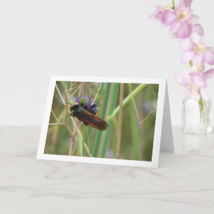 Mammoth wasp - Carte Megascolia maculata