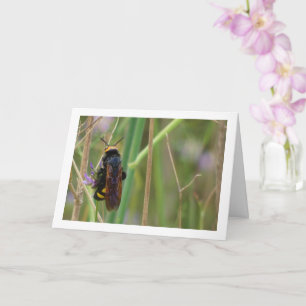 Mammoth wasp - Carte Megascolia maculata