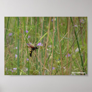 Mammoth Wasp in Flight Poster