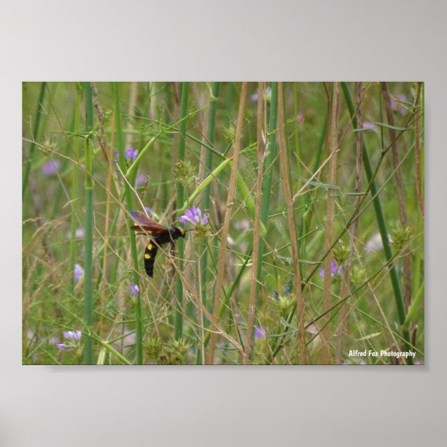 Mammoth Wasp in Flight Poster (Front)