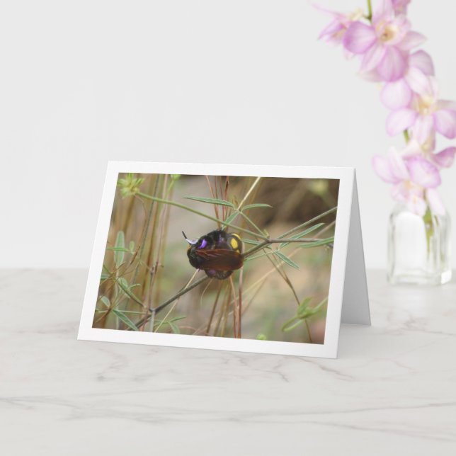 Mammoth wasp - Megascolia maculata Card (Orchid)