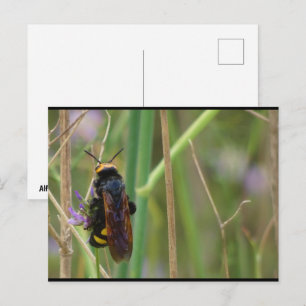Mammoth Wasp on Stalk Postcard