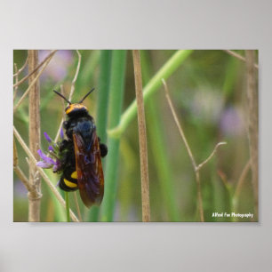 Mammoth Wasp on Stalk Poster